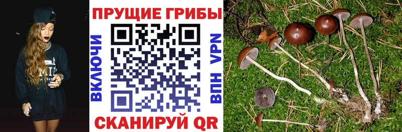 Галлюциногенные грибы мицелий  Купить закладки  Талица 
